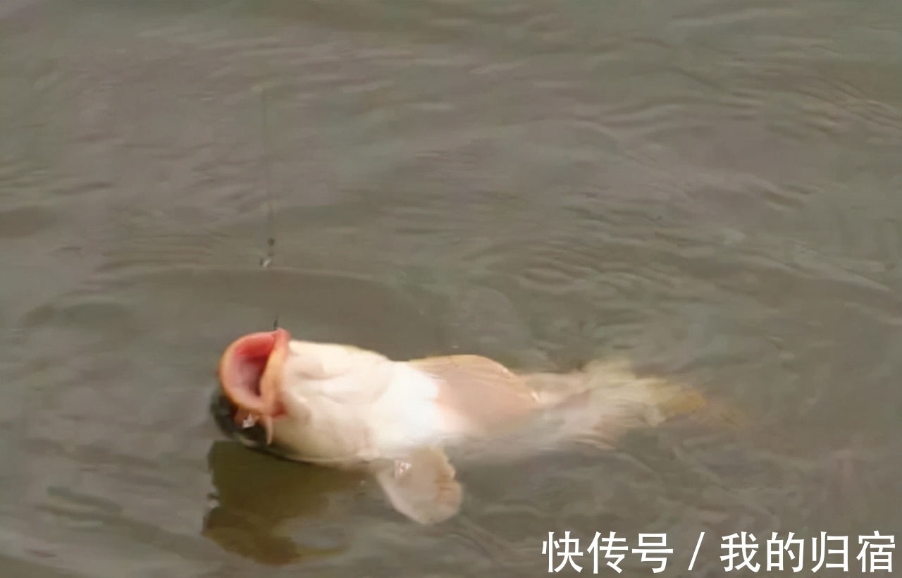 鱼不开口别死等，学会灵活应对，鱼口想差都难