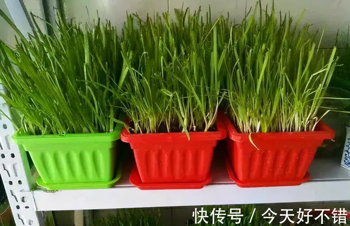 肥料|花盆种韭菜,学会1个小绝招,5天割一茬吃都吃不完
