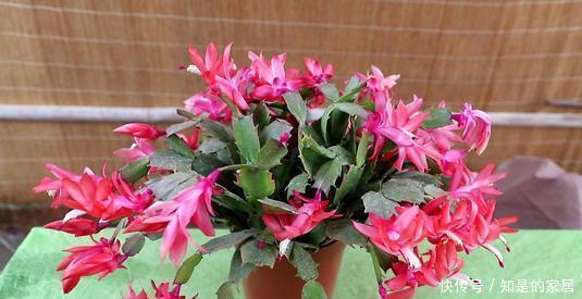 黄豆|最厉害的养花营养液,给蟹爪兰喝一勺,蹭蹭冒花芽,花开满枝头!