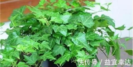 卫生间有异味,就养3种花,吸潮、祛味,还美观