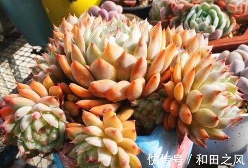 多肉浇水大全,掌握了轻松养成肉墩子,5分钟学会!