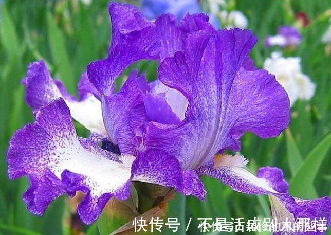 玫瑰海棠|4种花是花中劳模,一年四季开花不断,枝头花苞满