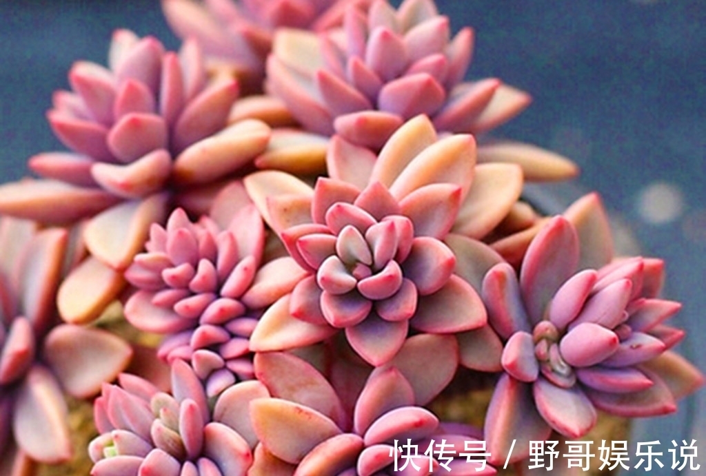 春天|多肉别名太多，一不小心就买重复，防不胜防，只能多学习点知识