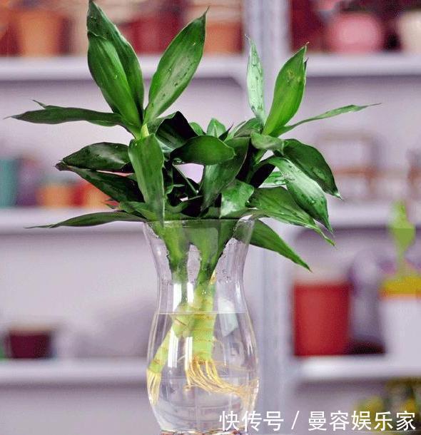 卧室长期放盆栽,失眠的人就选2种,好看又好养,净化效果好