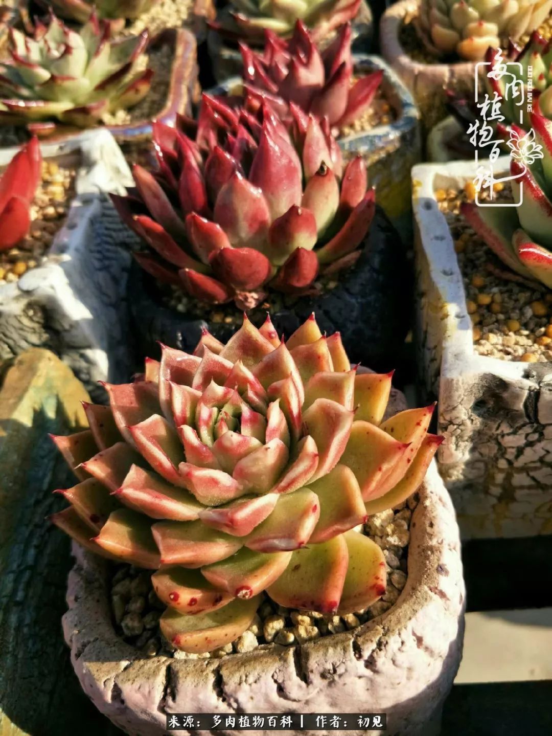 养多肉四周年，从初见到爱恋！幸福一直藏在浅薄的日子里！