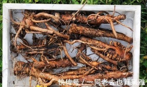 清热解毒|养生除了枸杞、黄芪,不要忘了此物,清热解毒,溶血栓,降三高