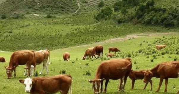 康师傅方便面每年要用多少头牛知道真实数字后,难以相信