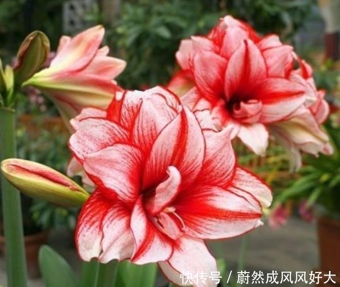 4种花好养易活,开花漂亮爱爆盆,一养就上瘾