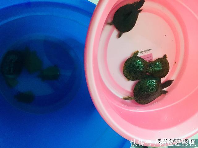 用它钓鱼,只需一块钱,反复用多次,防止杂鱼闹,还钓各种鱼