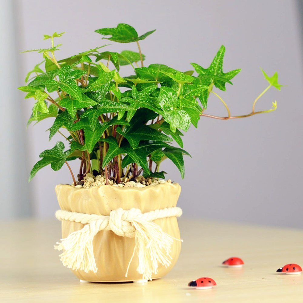 富贵竹|这5种植物,放置在家中百利而无一害!