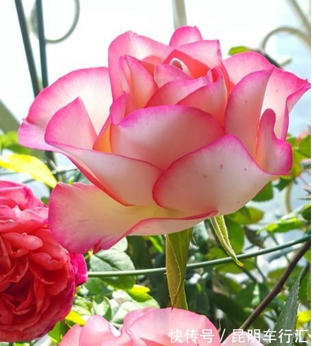 4种“女王花”,美出新天地,高端大气上档次,谁见了都想养!