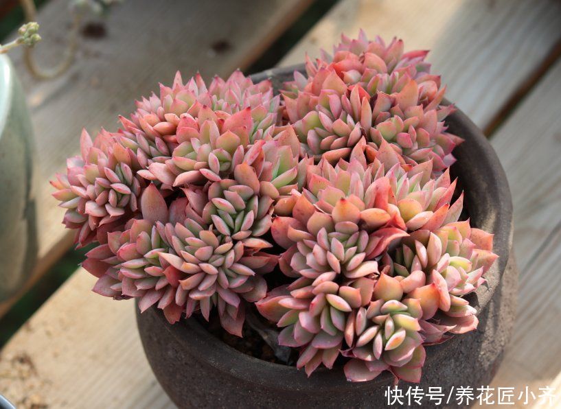 叶片|夏天养多肉不要做“四件事”,否则多肉养不活