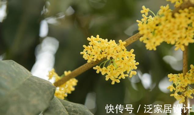 香雪兰|秋天种花,3种要晚种,3种要早种,你知道分别是哪3种吗