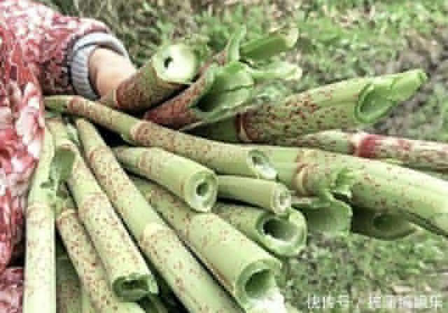 农民|这种野草农民却当杂草除掉，吃过的人终身难忘，如今越来越少了