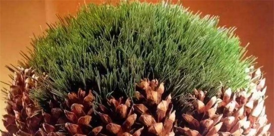 一个小松塔放进花盆,不久就变小松林,没曾想长得这么美