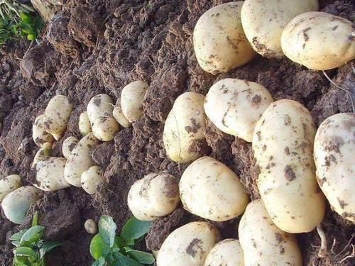 健康|胎儿畸形都是孕妈没能管住嘴?为了胎儿健康,4物孕妈可别贪嘴