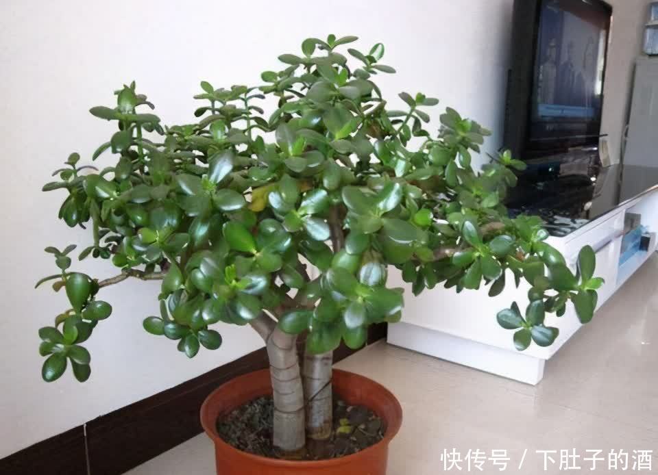 吊兰|建议爱花人:4种花,加起来不超百元,却有好寓意