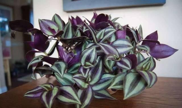 接给植物浇水|将吃剩下的果皮,简单一处理养花,让植物越长越旺