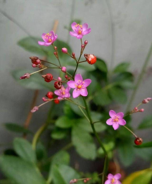 乡间土生土长的人参是一种高级补品，滋补强身，价值连城