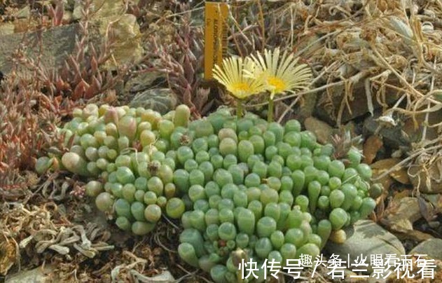 非洲遍地是“宝石”,却无人去捡,当地人:笑而不语