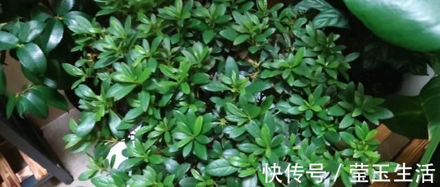 养花，什么情况下“不能施肥”看养花达人怎么说