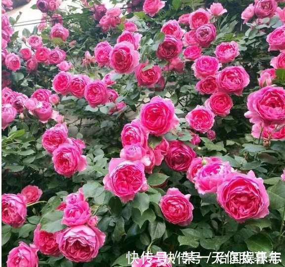 花朵|月季有个“生长开关”,长出“这种”枝条别乱剪,2周花朵爆满技