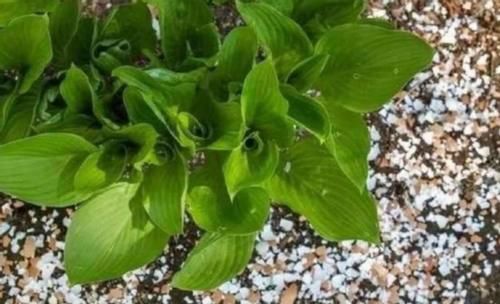 鸡蛋壳于养花而言，就是理想的防御工事、养分、容器