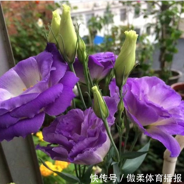 4种旺运花,吉祥添富贵,财运爆发,事业风生水起!