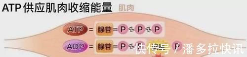 供能|作为跑者你知道跑步时身体是怎样供能的吗?揭秘人体三大供能系统