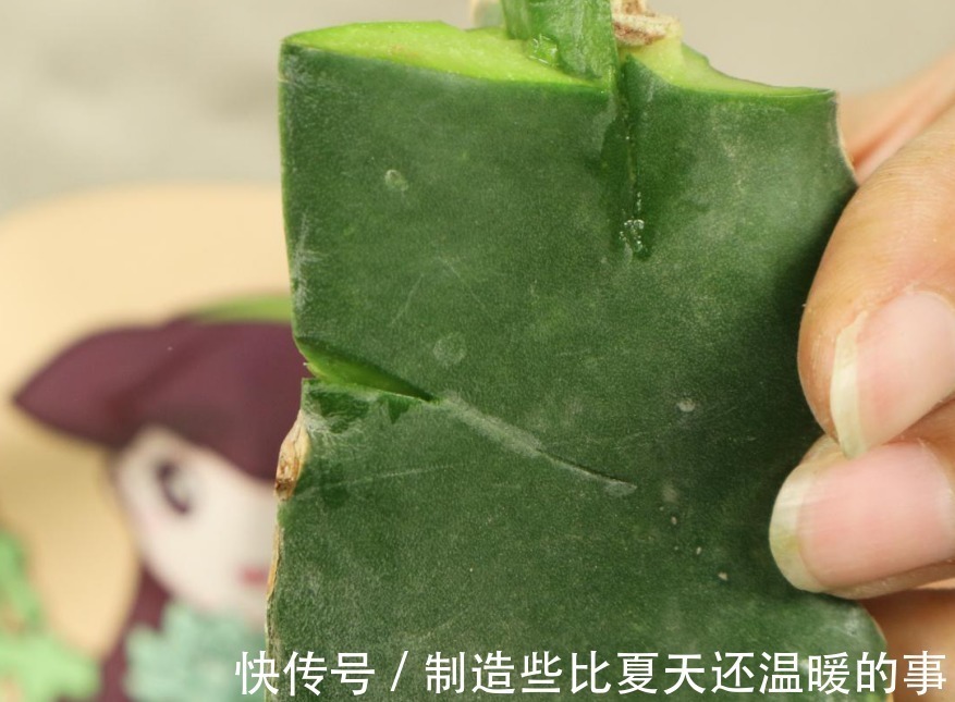 要点|养护蟹爪兰,要注意8个要点,才能开出仙气飘飘花