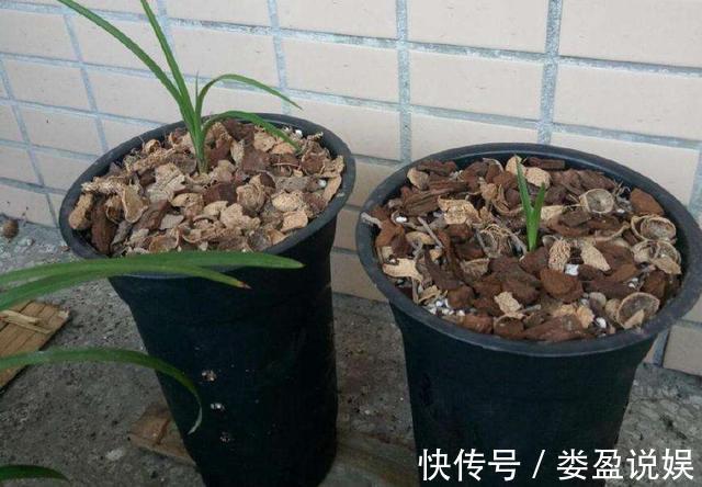 花卉|秋季养花要换盆,这几种情况换盆是“自寻死路”,不到冬天死翘翘