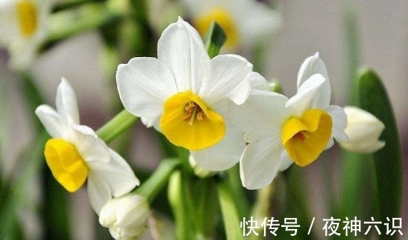 爆盆|4种漂亮花，好养易活能爆盆，养在阳台变花海，天天有花赏