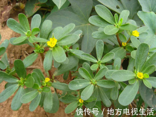 妇科炎症|女人有三种食物不可错过，每天吃一点，杀菌消炎，远离妇科炎症