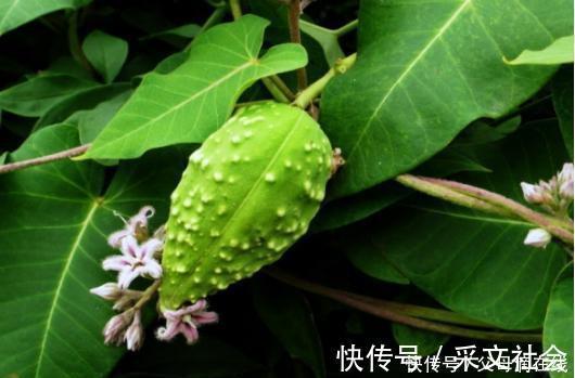 扁平疣|农村一种农田里的野草,农民看见就讨厌,殊不知是治疗皮肤病良药