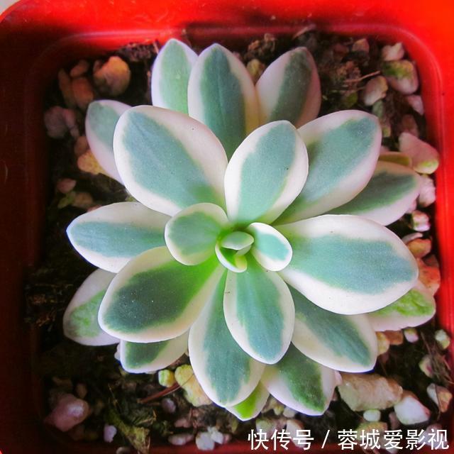 多肉|盘点5种最不好养的多肉,各种问题多,花友慎入