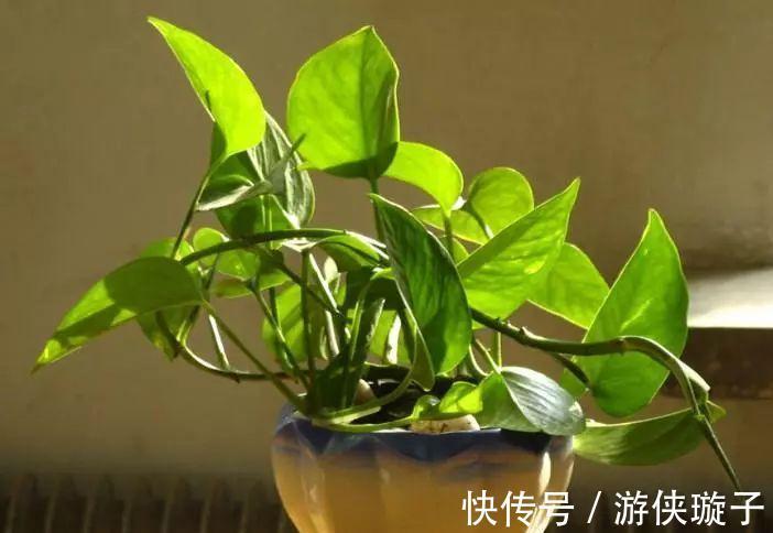绿萝|解决好绿箩这5个问题,黄叶不再有,净化环境更给力