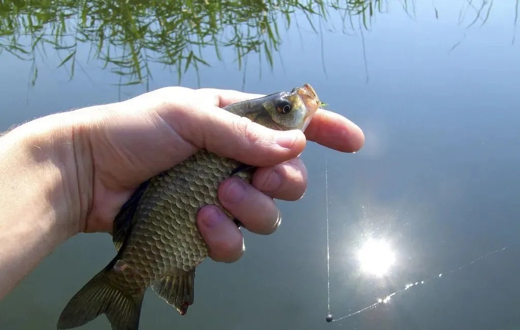 冬天莫封竿,只要选择好钓具饵料和钓法,大鲫鱼连竿上岸