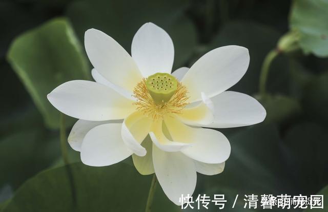 赏荷花|圆明园千亩荷花开始“接客”，可泛舟近赏“莲叶何田田”