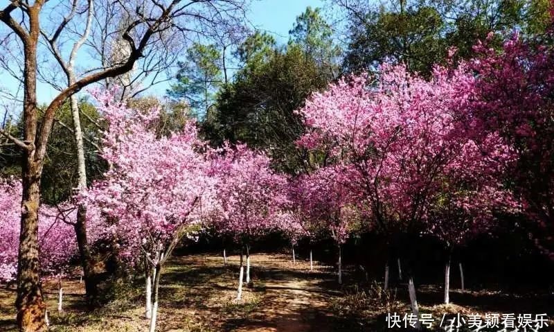 一条街|春城春意浓，西山区赏花正当时