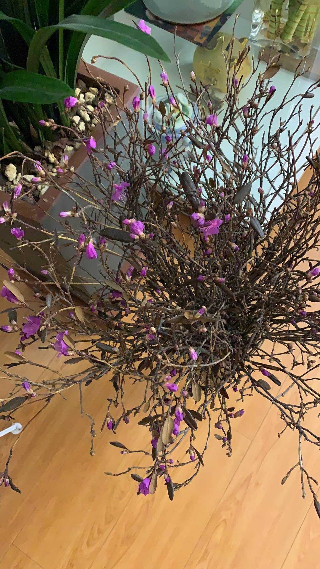 干枝杜鹃|干枝杜鹃不能买,罪恶产业链,没有买卖就没有盗采