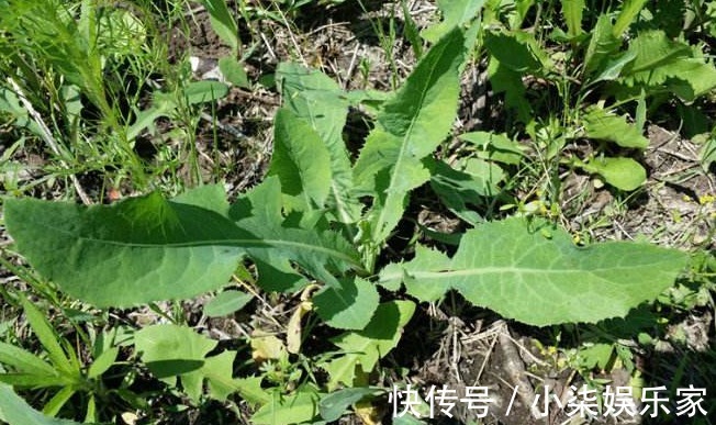 采摘|农村一种随处可见的野菜,是一种止咳的良药,市场上要20块一斤