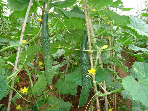 女生每天坚持吃黄瓜，养颜瘦身，排毒抗皱促健康，好处多多