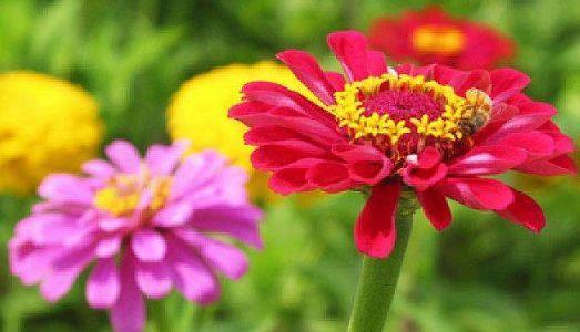 新手养花选此4种,插个枝就能活,花叶共赏,值得拥有