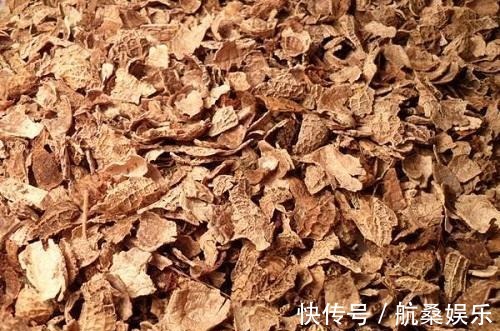 君子兰就喜欢这3种肥,家里都有,埋在盆里就有用,根壮花多