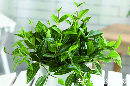 喜欢养花,不如养盆钻石翡翠,青翠光润,沁人心脾