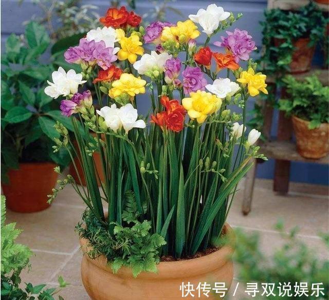 香水|1种花卉不是“兰花”,胜似兰花,家里养1盆,比“香水”还香