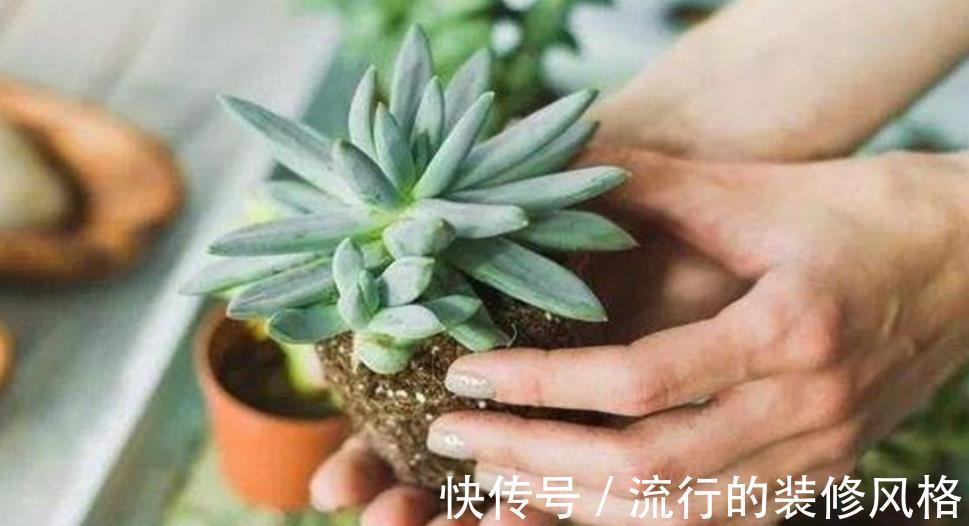 秋天给多肉换盆,做好3件事,轻松服盆长势好,叶片硬朗上色美