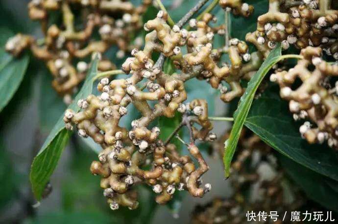 體質|聰明人愛吃3種食物，營養豐富，改善體質，試試看