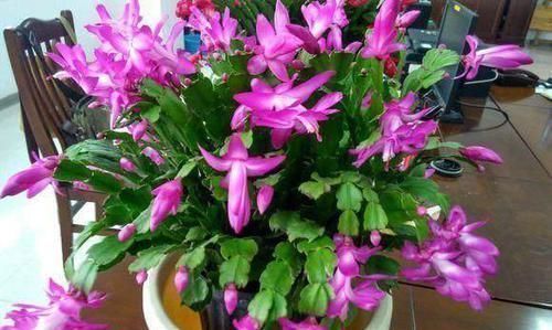 肱三头肌|天天坚持做100个俯卧撑的男人，一段时间后，身体有哪些变化呢