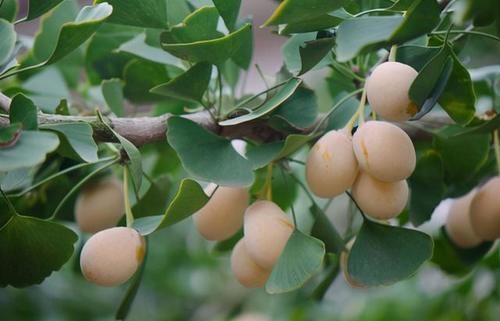 吡咯烷|4种中药别乱吃!已被医生列入伤肝“黑名单”,伤肝又伤肾